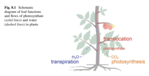 The Secrets of a Leaf: How Plants Capture Light and Thrive